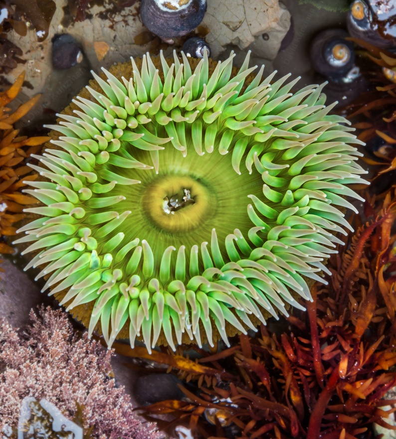 A giant green anemone just under the surface of the water amongst a group of rocks and other sea life.