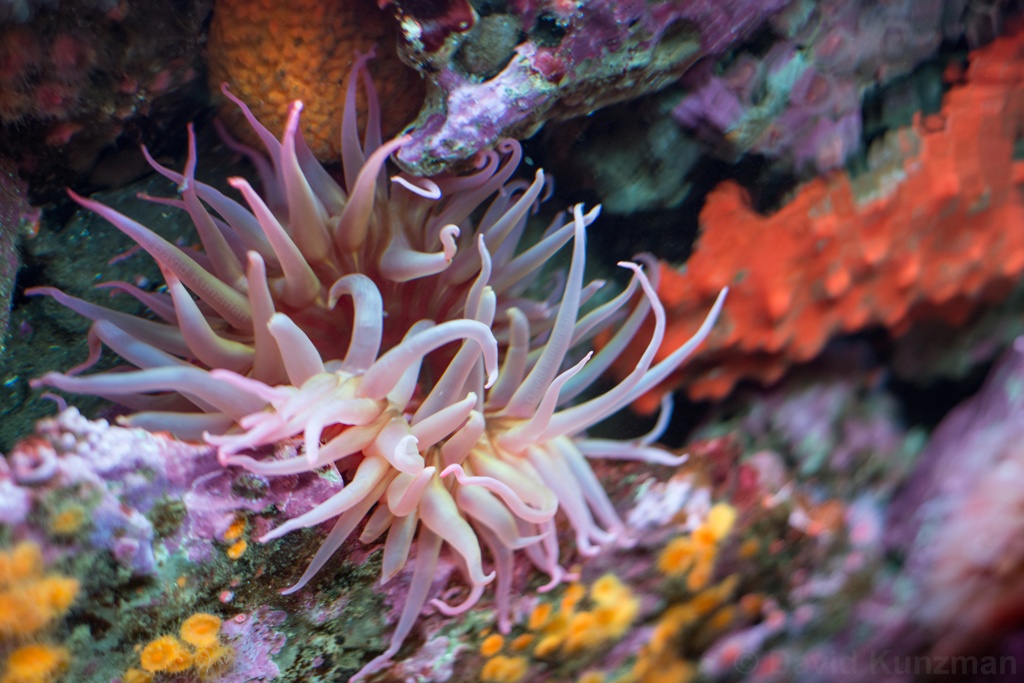A pink sea anemone nestled in some colorful rocks and other sea life.