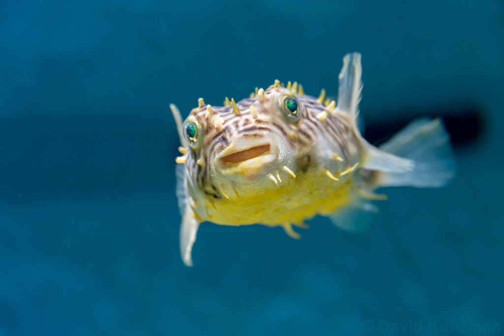 Yellow, white, and brown burrfish with a grin on its face.