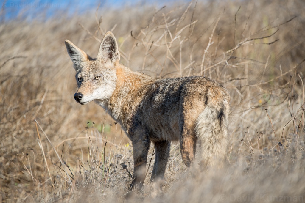 Photograph of a coyote surrounded by dry grass on the side of a hill in the Bay Area, California.