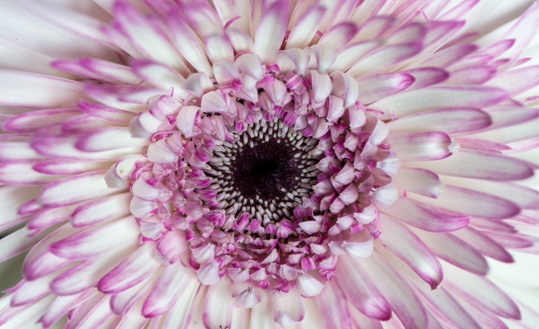 Close-up of a flower using a combination of macro photography, photo stitching, and focus stacking.