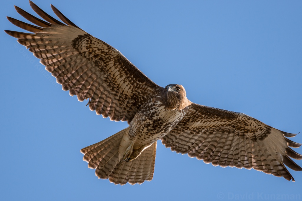 A hawk hovering against a blue sky at the Don Edwards Wildlife Refuge in San Jose, CA.