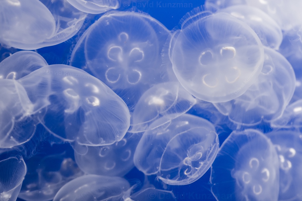 Many translucent Moon Jellyfish floating in the water, clustered together.
