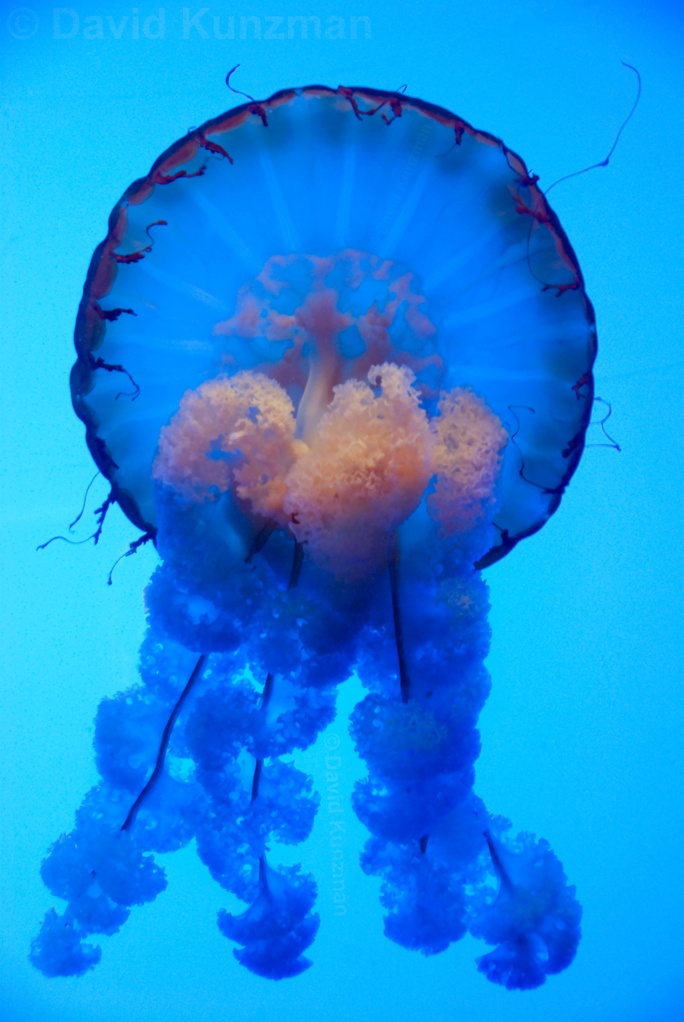 A Pacific Sea Nettle Jellyfish floating in the water.