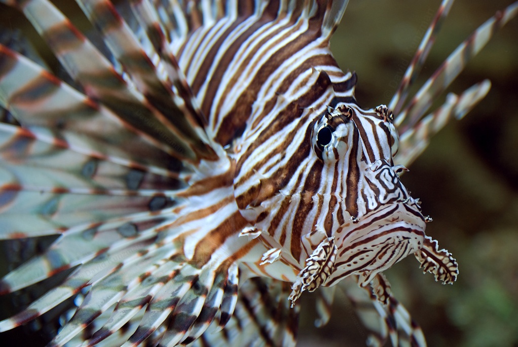 Close up of a lionfish, also known as a zebra turkeyfish, swimming in the water.