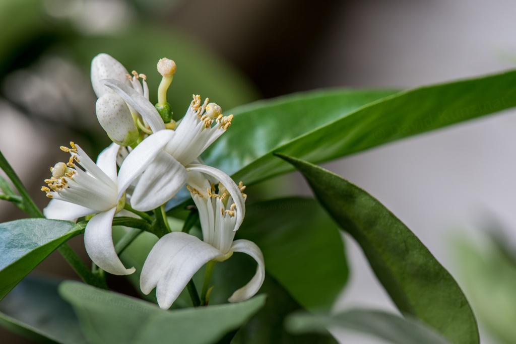 A photography of orange tree blossoms flowering.