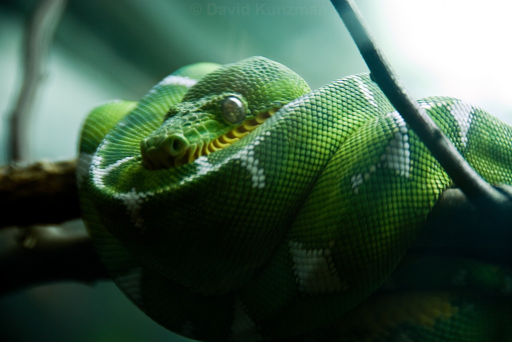 Green, coiled snake draped over a tree branch.