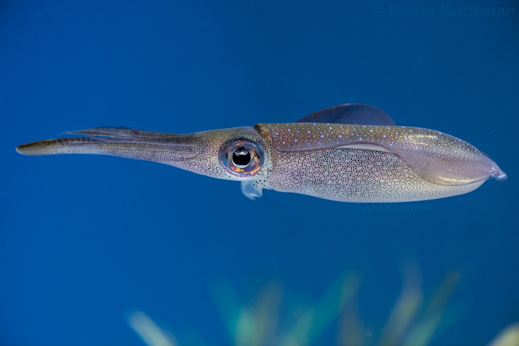 Photograph of a squid swimming through clear, blue water.