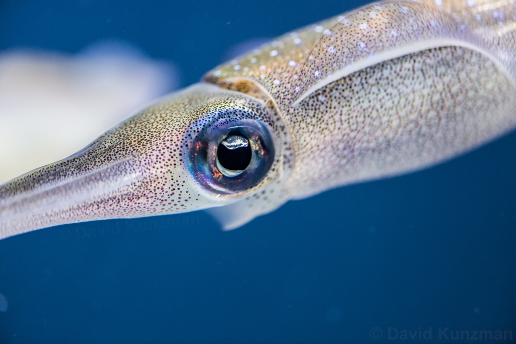 Closeup photograph of a squid swimming through clear, blue water.