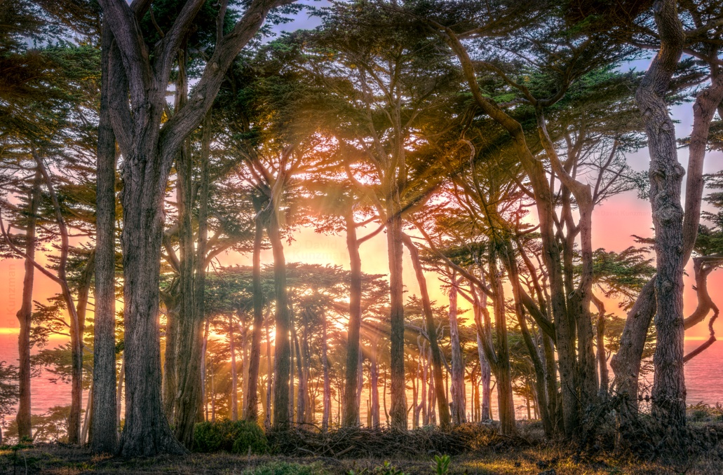 A photograph of the sunset from behind some Monterey Cypress trees at Lands End Park, San Francisco.  The sun is shining through the trees, creating a silhouette effect, and casting sunbeams into the foreground.